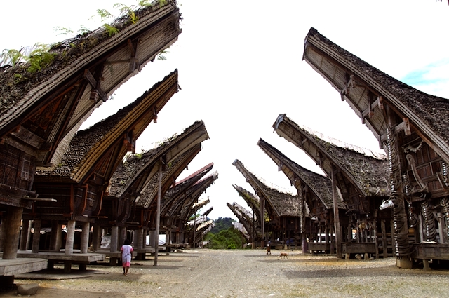 TORAJA-1_nysosf